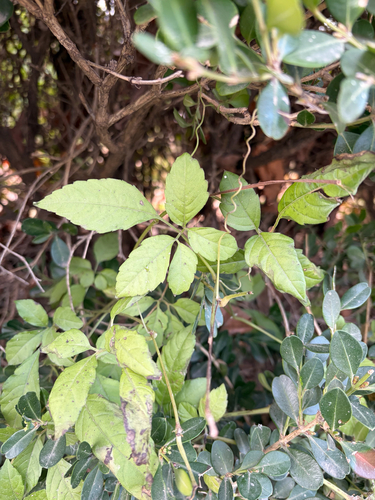 Bushkiller