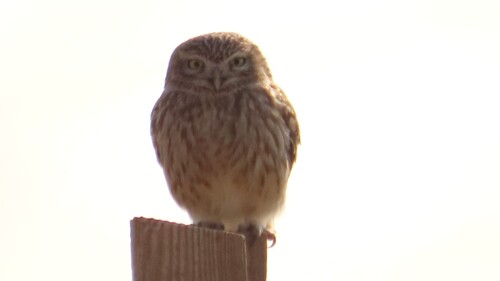 Little Owl