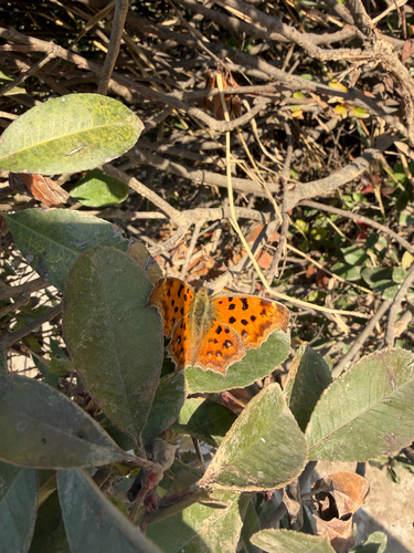 Asian Comma