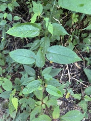 (c) chrisdt, some rights reserved (CC BY) Passiflora serratifolia, photograph (c) chrisdt, some rights reserved (CC BY)