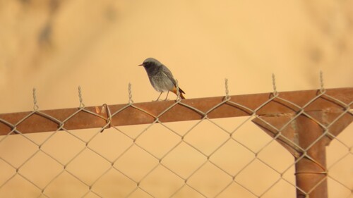 Black Redstart