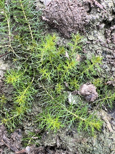 Myriophyllum pinnatum, photograph 1