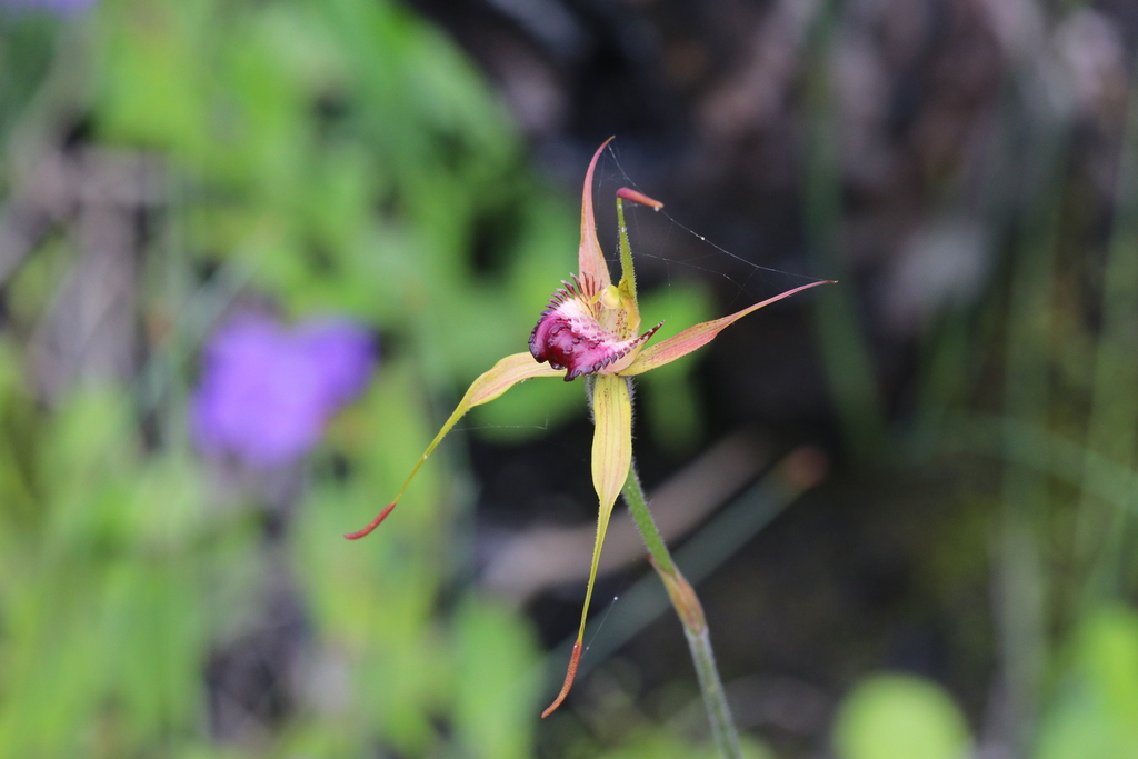 Caladenia paludosa