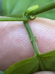 Passiflora serratifolia, photograph (c) chrisdt, some rights reserved (CC BY)