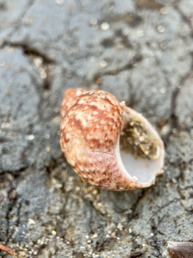 Common pheasant shell from Western Port, Point Leo, VIC, AU on November ...