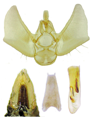 Eupithecia anticaria