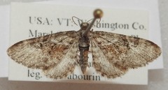 Eupithecia anticaria