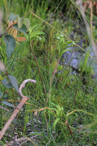 Anigozanthos viridis, photograph 1