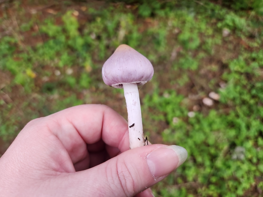 Inocybe ionocephala