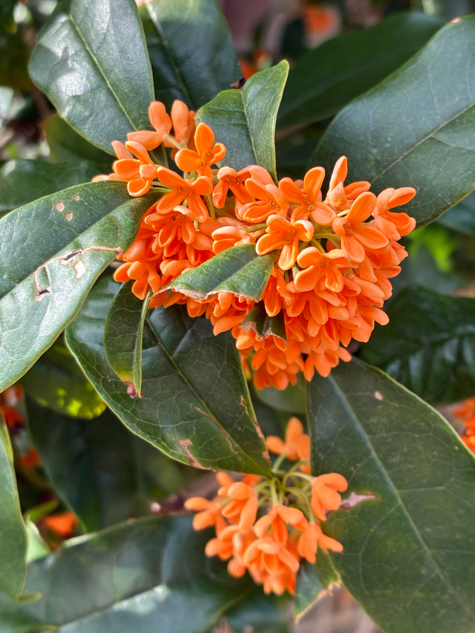 Osmanthus fragrans var. aurantiacus
