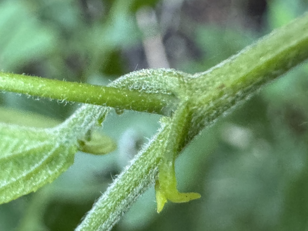 Passiflora serratifolia; photograph (c) chrisdt, some rights reserved (CC BY)