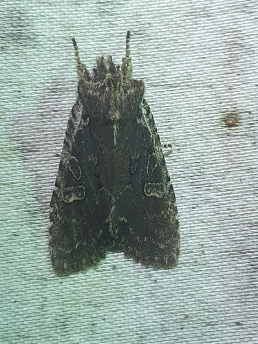 Immigrant Pinion (Lithophane oriunda)