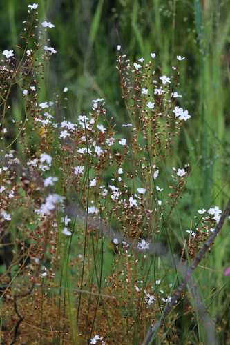 Drosera geniculata