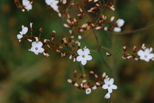 Drosera geniculata (Drosera geniculata)