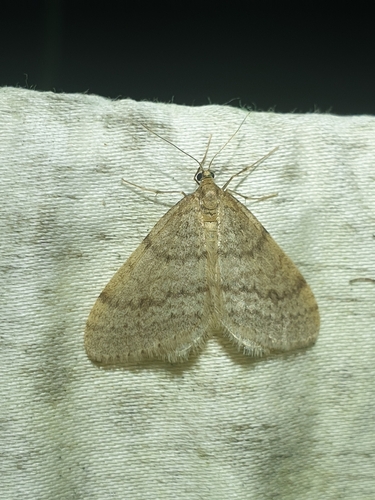 Bruce Spanworm Moth (Operophtera bruceata)