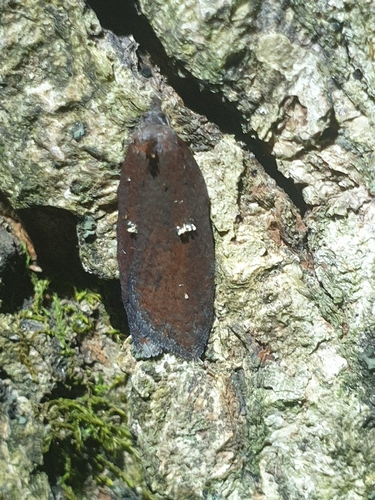 Acleris bowmanana