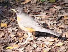 Turdus migratorius