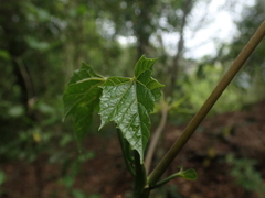 Vasconcellea quercifolia