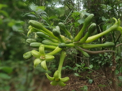 Vasconcellea quercifolia