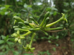 Vasconcellea quercifolia