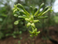 Vasconcellea quercifolia