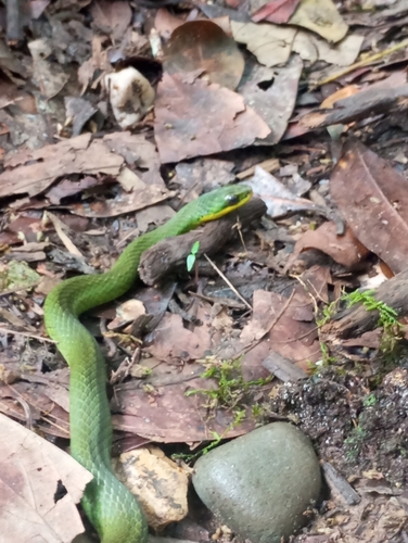 Günther’s Green Liophis