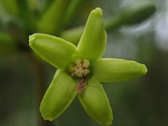 Vasconcellea quercifolia
