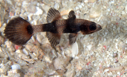 Banded cardinalfish (Pseudamia zonata) — Apogonidae — 4