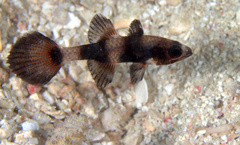Pseudamia zonata