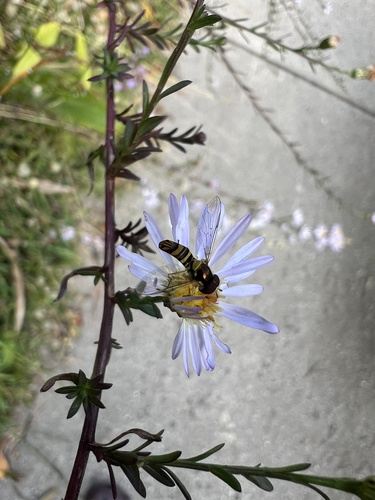 Unknown species found near James Island, James Island, SC, US