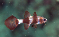 Pseudamia zonata