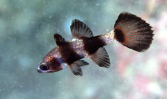 Pseudamia zonata