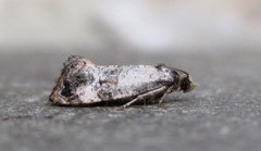 Cochylis