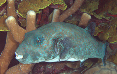 Arothron caeruleopunctatus