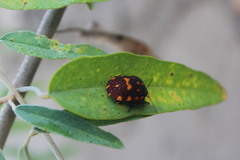 Pachycoris