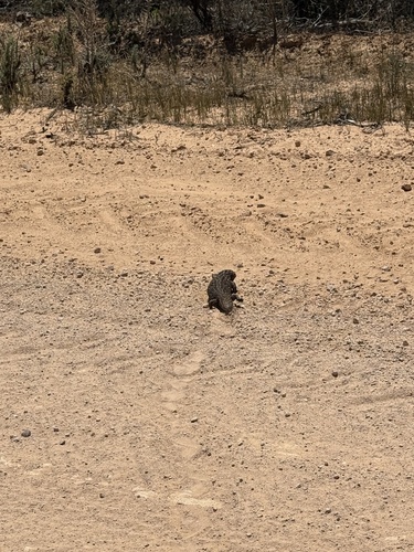 Shingleback