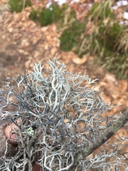 Pseudevernia consocians