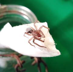 Araneae