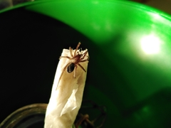 Araneae