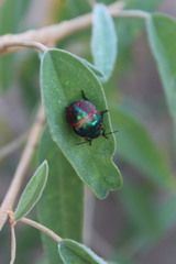 Pachycoris