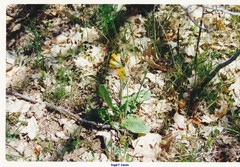 Primula veris canescens