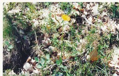 Doronicum pardalianches