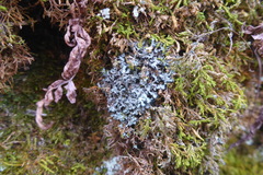 Phaeophyscia hispidula