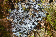Phaeophyscia hispidula