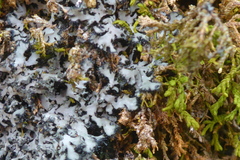 Phaeophyscia hispidula