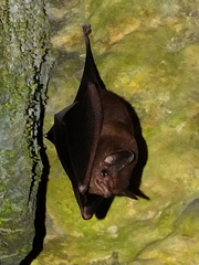 Peropteryx