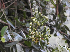 Marcgraviastrum mixtum