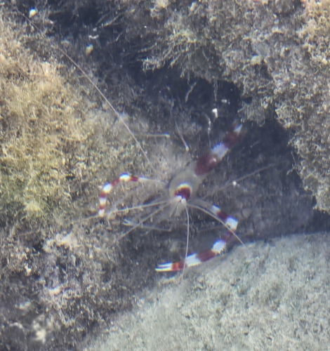 Stenopus hispidus observed 2025-11-21