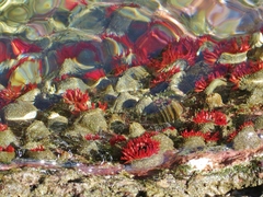 Bunodosoma californica