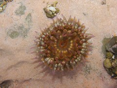 Bunodosoma californica